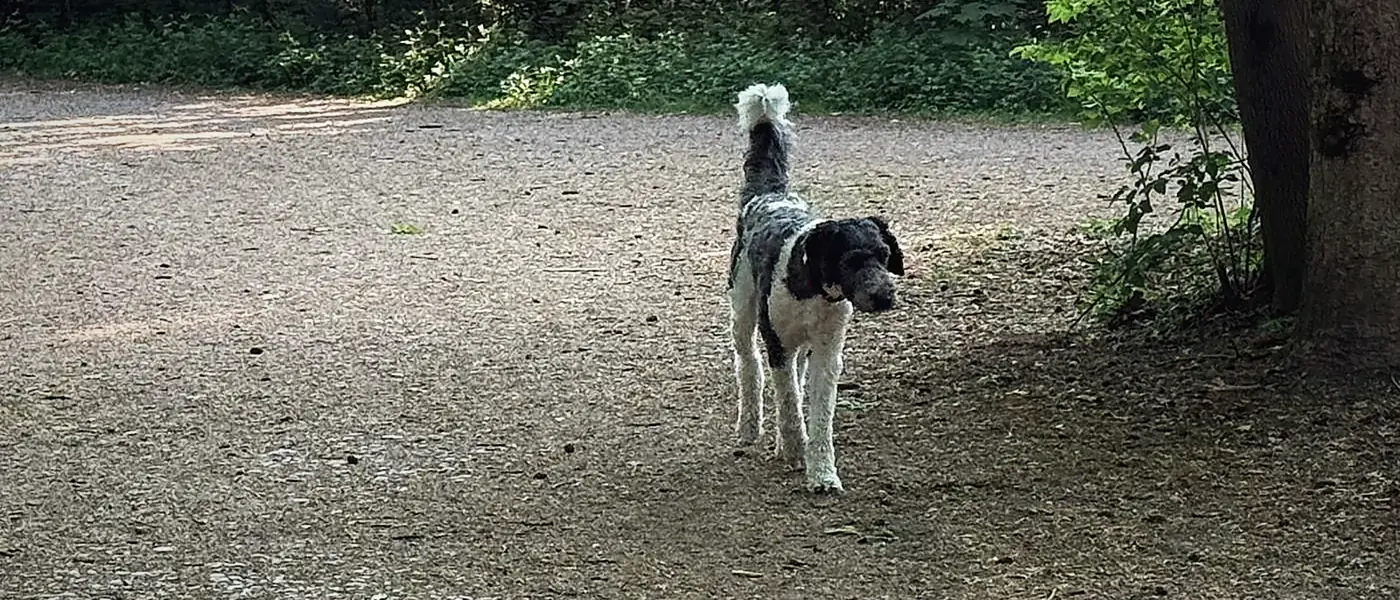 Hundetraining in Bogenhausen München – mobile Hundetrainerin