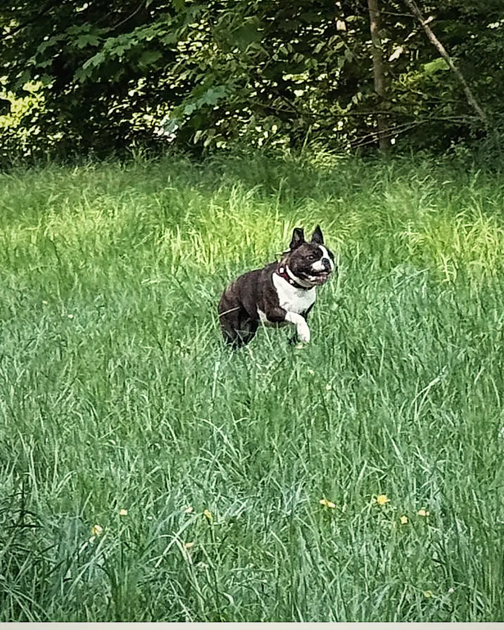 Hundetraining München: Boston Terrier in Münchner Wiese