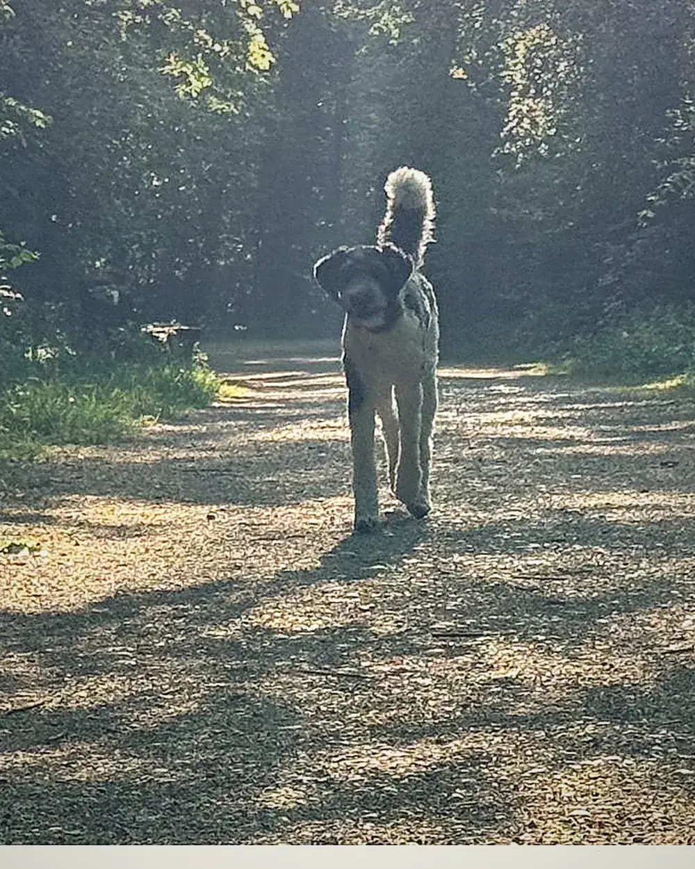 Hundetraining München: Pudel-Mischling auf Münchner Waldweg im Morgenlicht